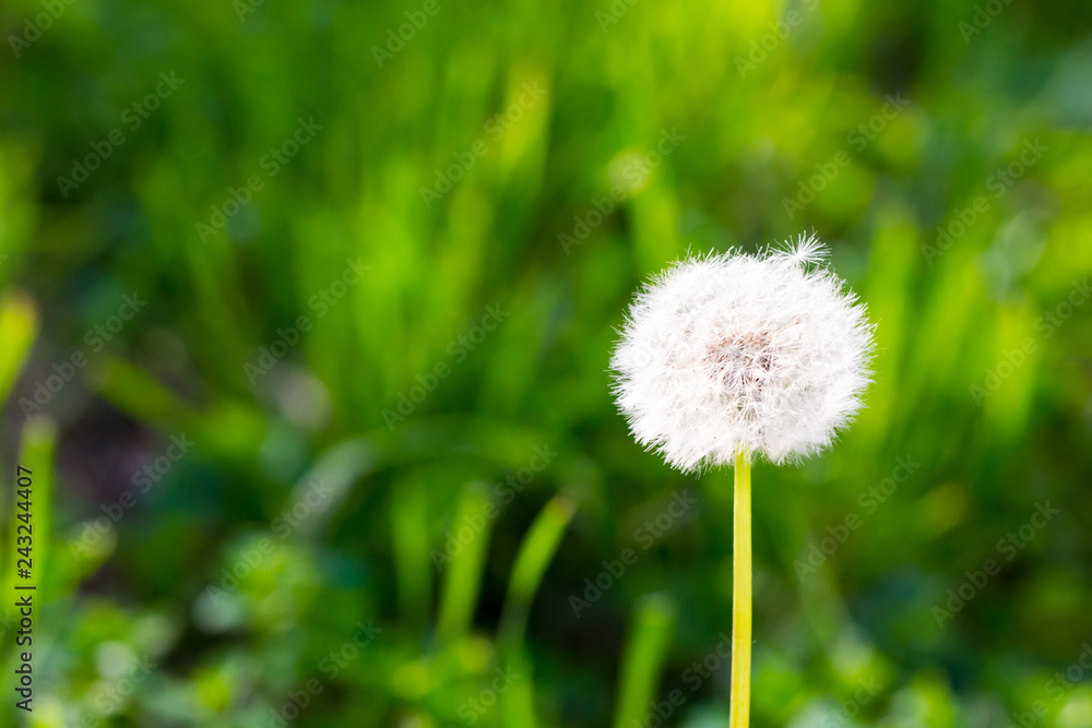 White dandelion on a background of green grass. Spring and summer background. Element of design. White dandelion on a background of green grass. Spring and summer background. Element of design.
