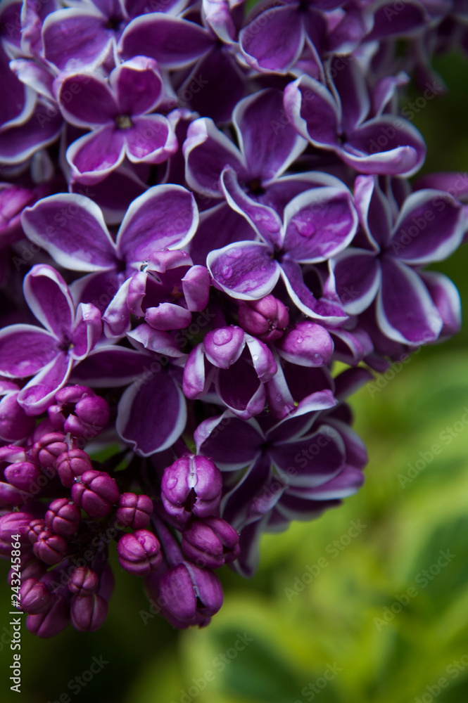 Petals of lilac flowers