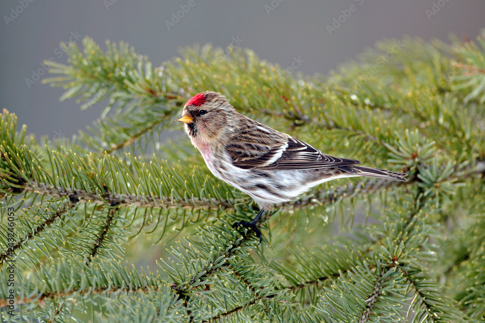 Hoary Redpoll Finch Bird perched on spruce branch. Hoary Redpoll Finch Bird perched on spruce branch.