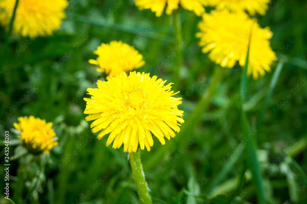 Yellow dandelion on a background of green grass. Spring and summer background. Element of design. Yellow dandelion on a background of green grass. Spring and summer background. Element of design.