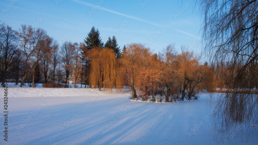 Fototapeta premium Winter in park
