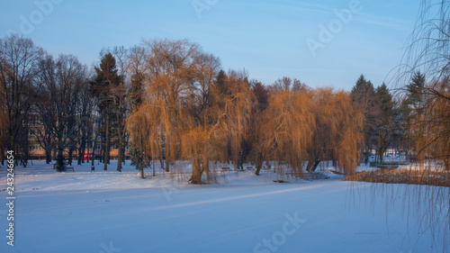 Fototapeta Naklejka Na Ścianę i Meble -  Winter in park