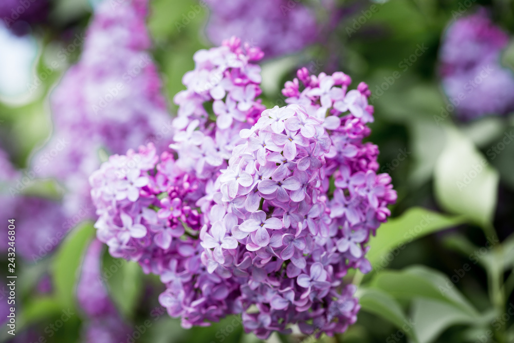 Lilac branch, beautiful purple color. Blurred background from behind. spring green background. Natural spring background. Lilac branch, beautiful purple color. Blurred background from behind. spring green background. Natural spring background.