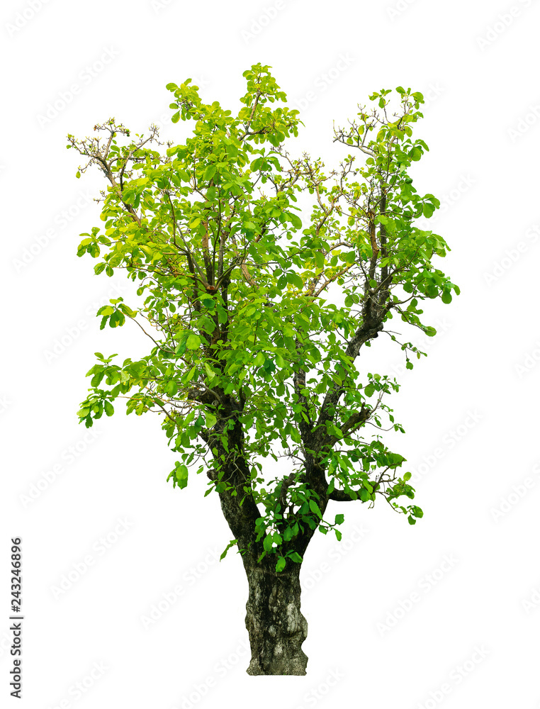 Tree isolated on white background, with clipping path. Tree isolated on white background, with clipping path.