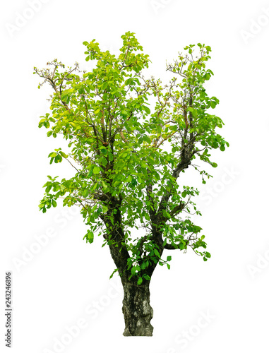 Tree isolated on white background  with clipping path.