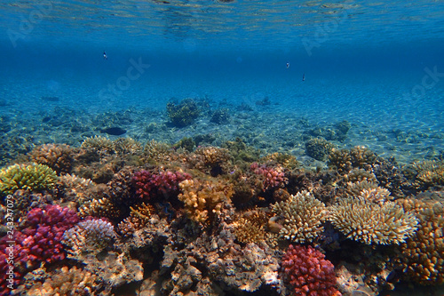 coral reef in egypt