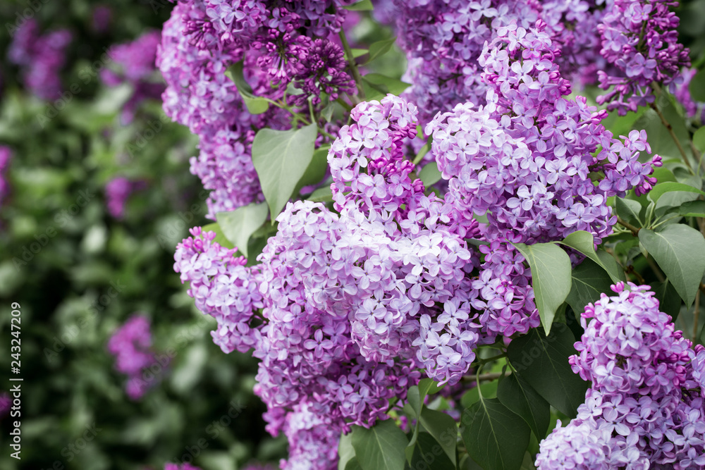 Lilac branch, beautiful purple color. Blurred background from behind. spring green background. Natural spring background. Lilac branch, beautiful purple color. Blurred background from behind. spring green background. Natural spring background.