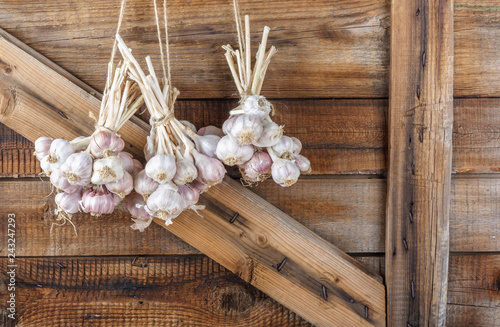 Bundles of fresh garlic dried on vintage wooden wall photo