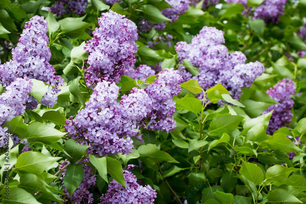 Lilac branch, beautiful purple color. Blurred background from behind. spring green background. Natural spring background. Lilac branch, beautiful purple color. Blurred background from behind. spring green background. Natural spring background.