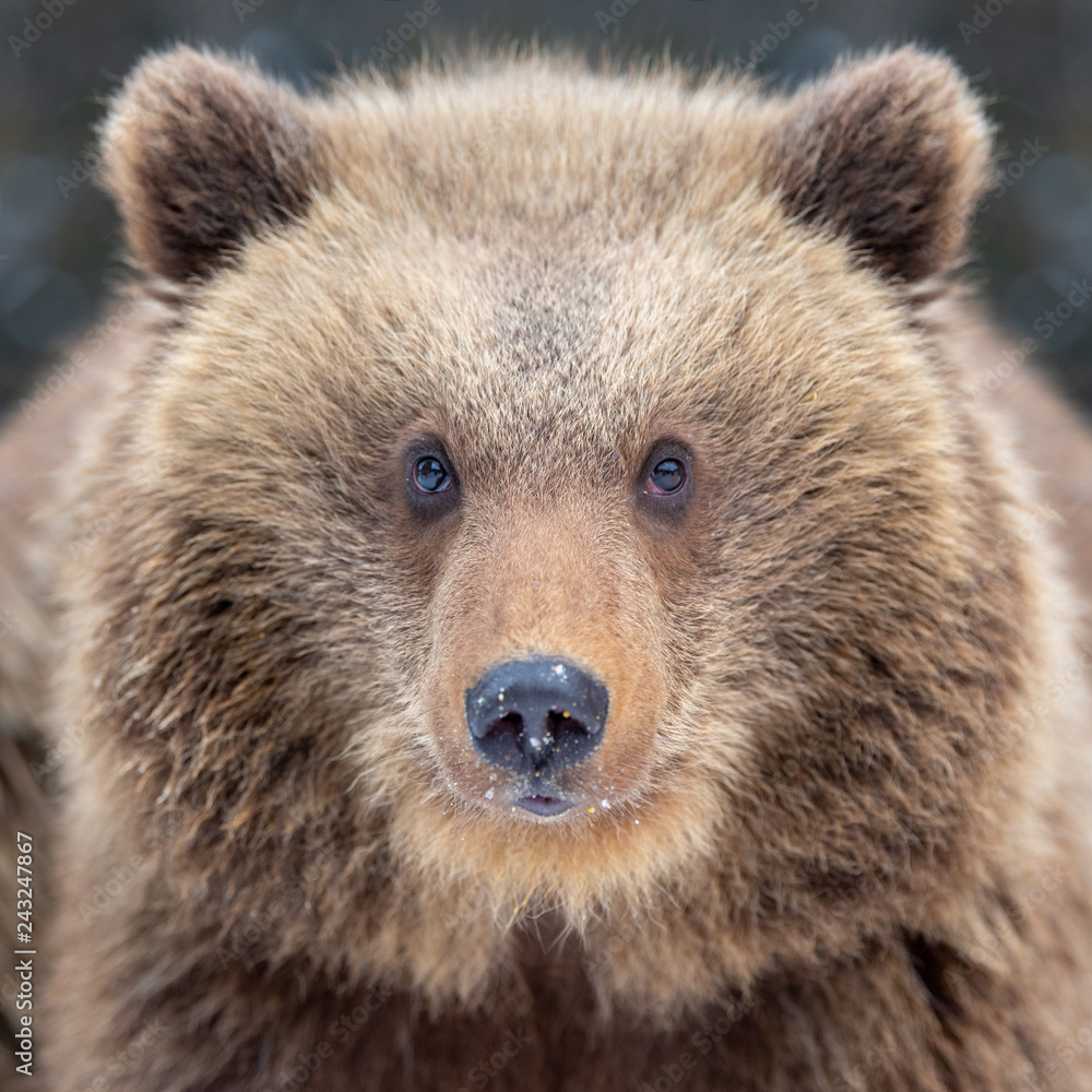Obraz premium Close bear portrait