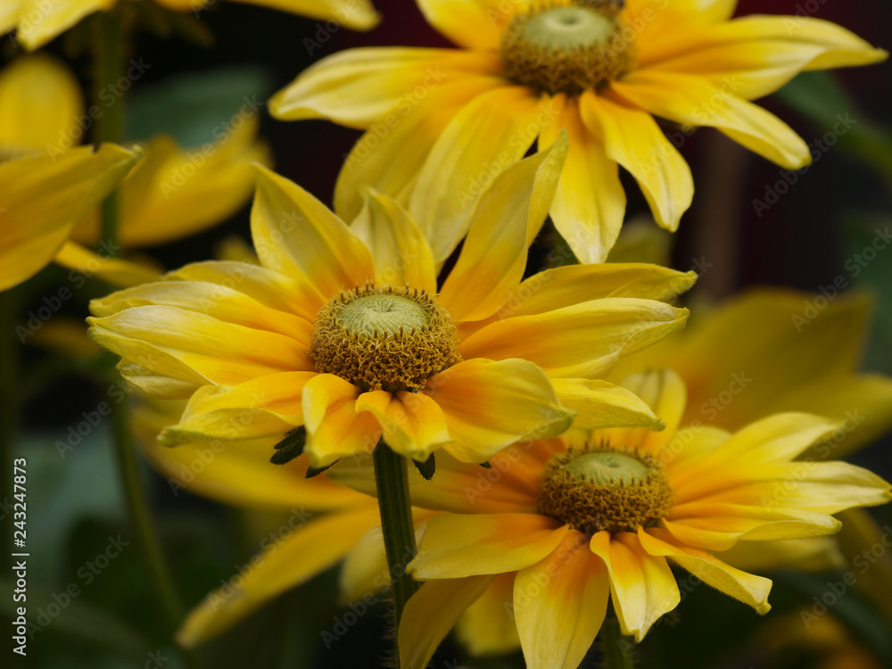 Rudbeckia hirta 'Green eyes' - Rudbeckies hérissées à coeur vert olive Rudbeckia hirta 'Green eyes' - Rudbeckies hérissées à coeur vert olive