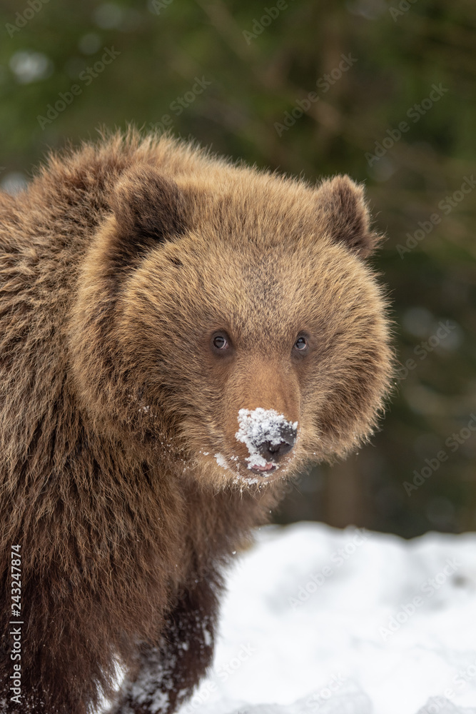 Fototapeta premium Wild brown bear cub closeup in forest