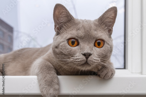 Noble proud cat lying on windowsill. The British Shorthair with gray fur. Closeup, selective focus