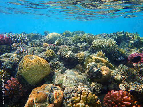coral reef in egypt