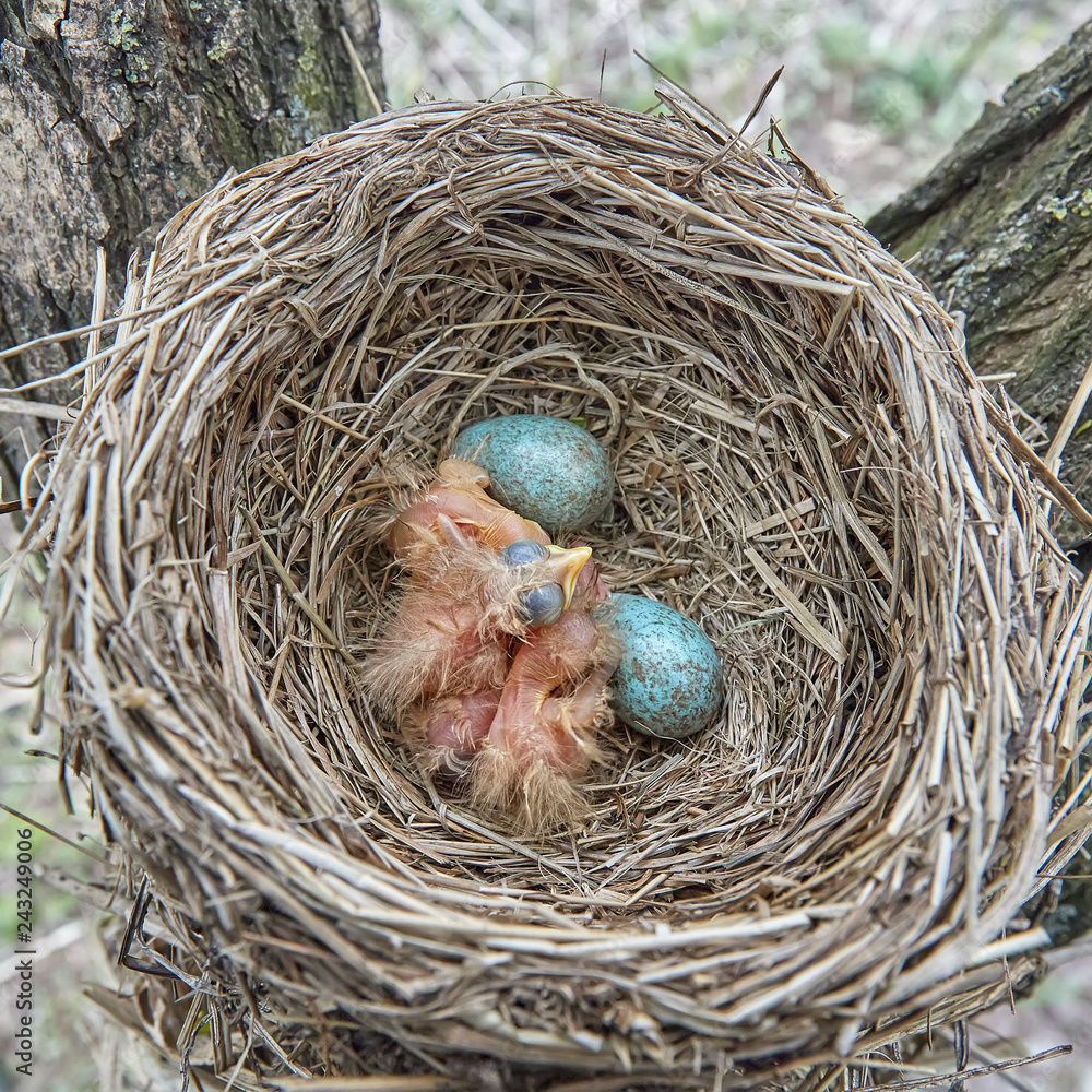 Fledgling chicks Song thrush sitting in nest, life nest with chicks in the wild Fledgling chicks Song thrush sitting in nest, life nest with chicks in the wild