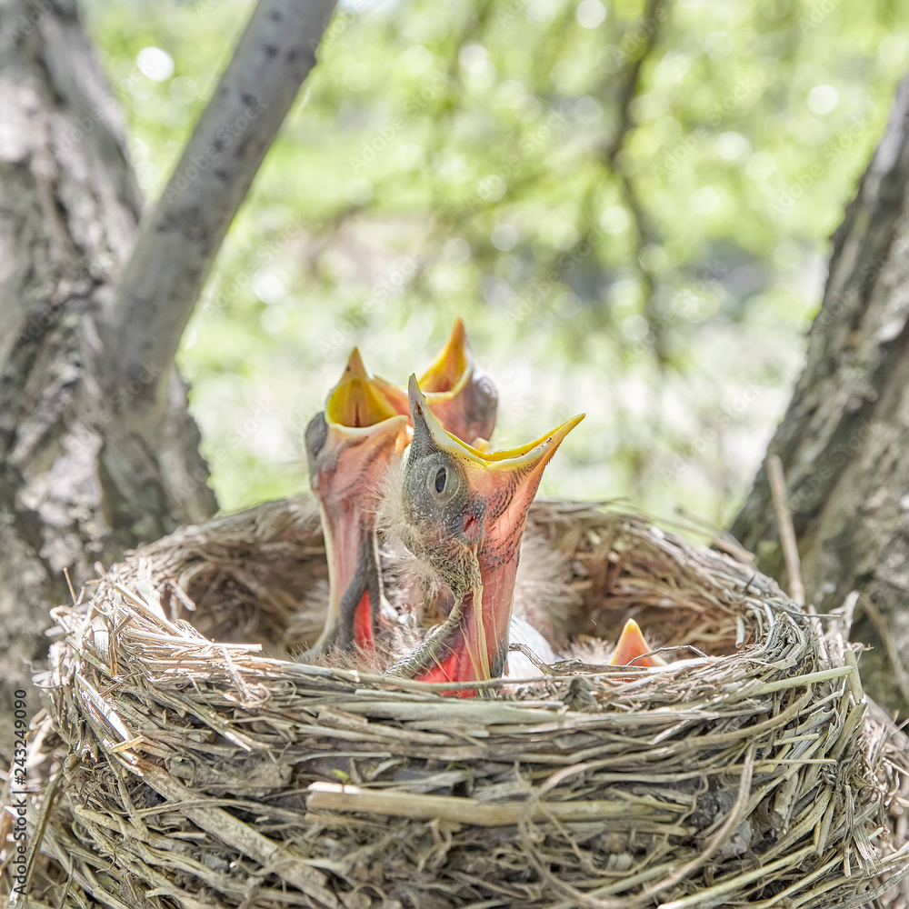Fledgling chicks Song thrush sitting in nest, life nest with chicks in the wild Fledgling chicks Song thrush sitting in nest, life nest with chicks in the wild