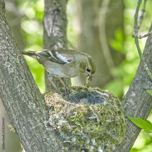 The nest of the common finch, Fringilla coelebs, with eggs. photo