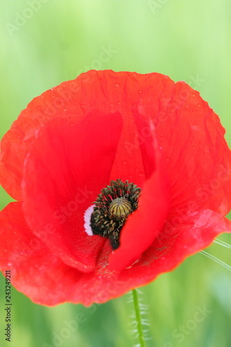 Fototapeta Naklejka Na Ścianę i Meble -  beautiful red poppy flower closeup spring season