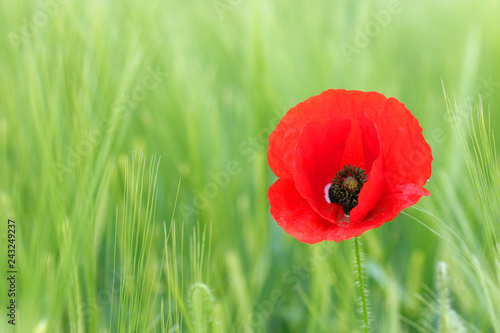 Fototapeta Naklejka Na Ścianę i Meble -  beautiful red poppy flower countryside spring season