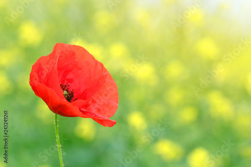 Fototapeta Naklejka Na Ścianę i Meble -  beautiful red poppy flower spring season