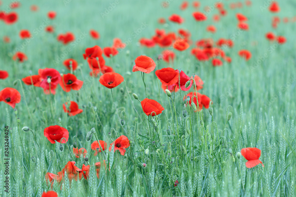 Obraz premium red poppies flowers countryside spring season landscape