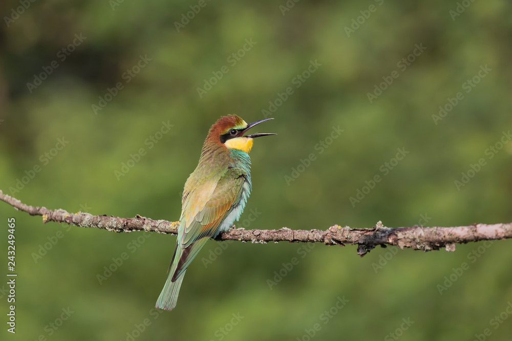 Giovane gruccione europeo (Merops apiaster) Giovane gruccione europeo (Merops apiaster)