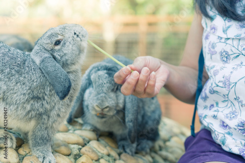 Women feeding food rabbit with a small vegetable