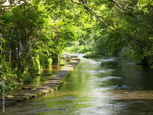 湧水流れる源兵衛川
