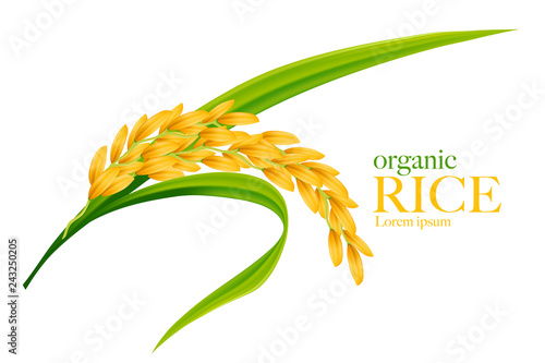 Rice realistic vector illustration photo
