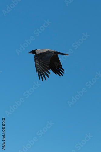 Crow flying against the blue sky. close up. vertical photo. © jollier_