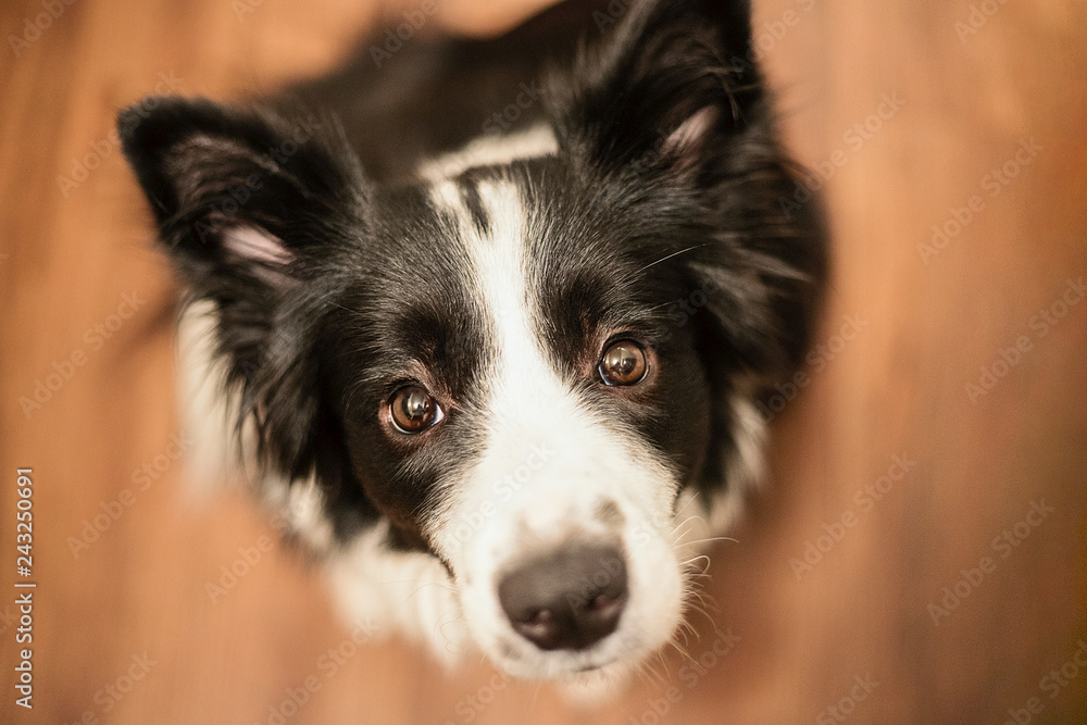 Sitting border collie dog on a parquet in the hause waiting for dainty and carresing.