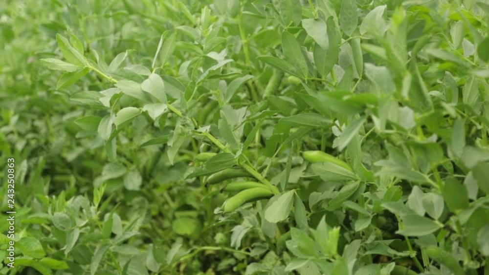 Bean growing in garden Bean growing in garden
