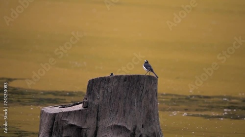 White-Browed Wagtail or Large Pied Wagtail (Motacilla maderaspatensis) in Nature photo
