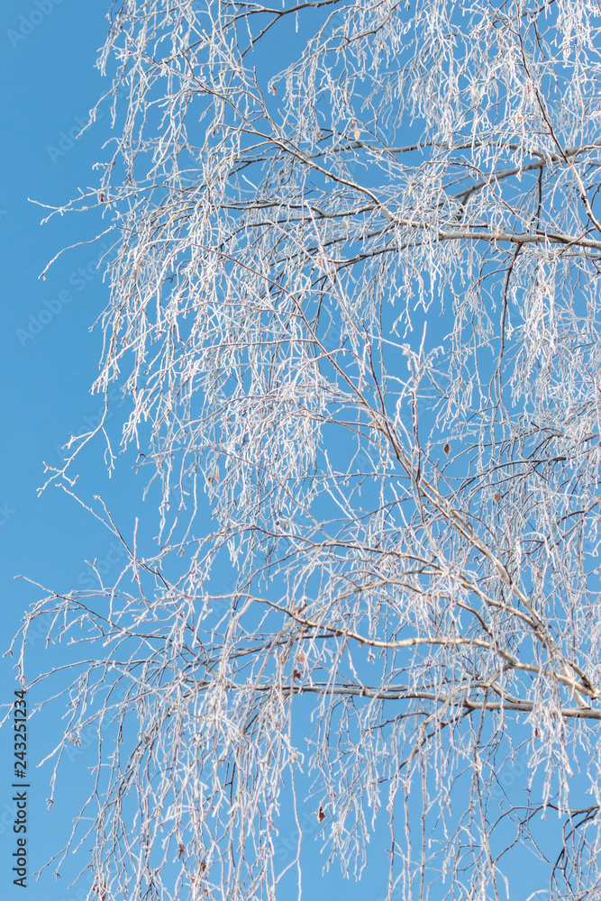 Obraz premium płatki śniegu na gałęziach brzozy przeciw błękitne niebo