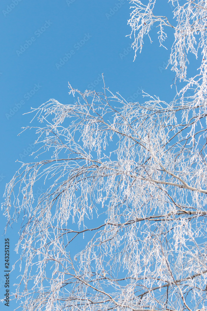 Obraz premium płatki śniegu na gałęziach brzozy przeciw błękitne niebo