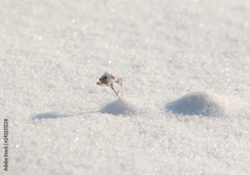 grass in snowflakes on snow background