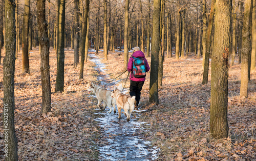 female hiker with two husky dogs in winter park