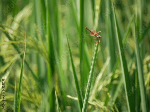 Dragonfly and rice plant.