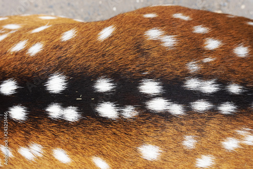 small deer skin as nice texture photo