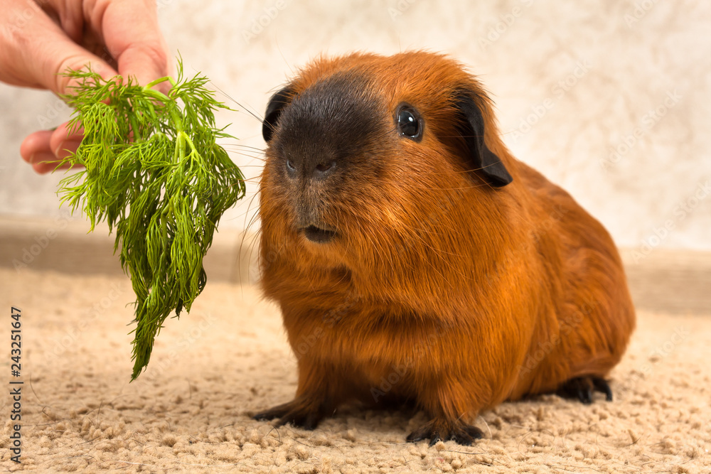 Fototapeta premium feeding red Guinea pig with fresh dill