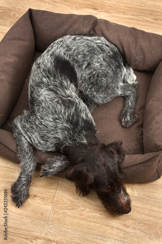 hunting dog sleeps in a dog bed