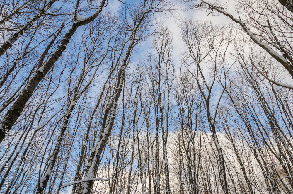 winter forest landscape of trees on a frosty day against the blue sky winter forest landscape of trees on a frosty day against the blue sky