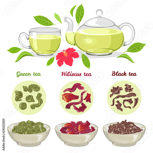 Vector green, black and hibiscus tea. Different types of tea isolated on white. Glass teapot and cup. Fresh and dried leaves. Simple flat style.