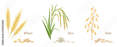 Vector wheat, rice and oats. Spikes and grains. Set of agricultural crops in flat style on white background. Simple flat style.