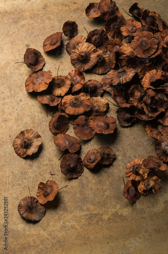 Wallpaper Mural dried flowers with a round shape Torontodigital.ca