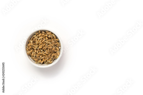 Sprouted wheat on a light background. toned