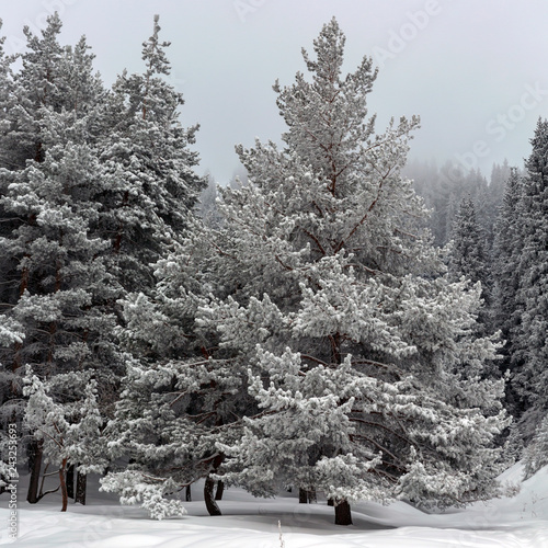 Wintet landscape photo