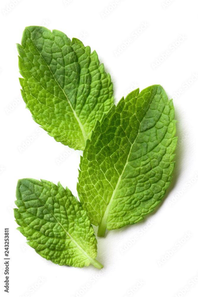 Fresh mint leaves, isolated on white background Fresh mint leaves, isolated on white background