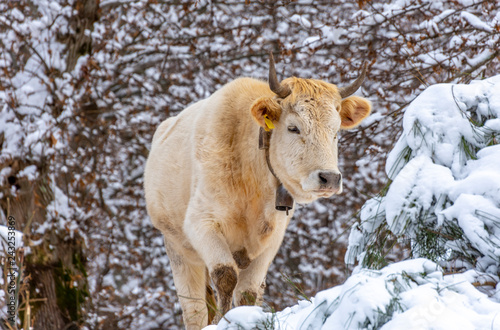 Cow on the snow