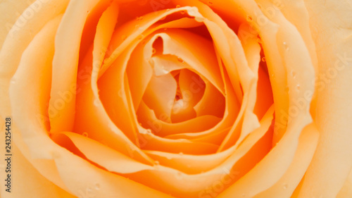 orange and yellow rose 